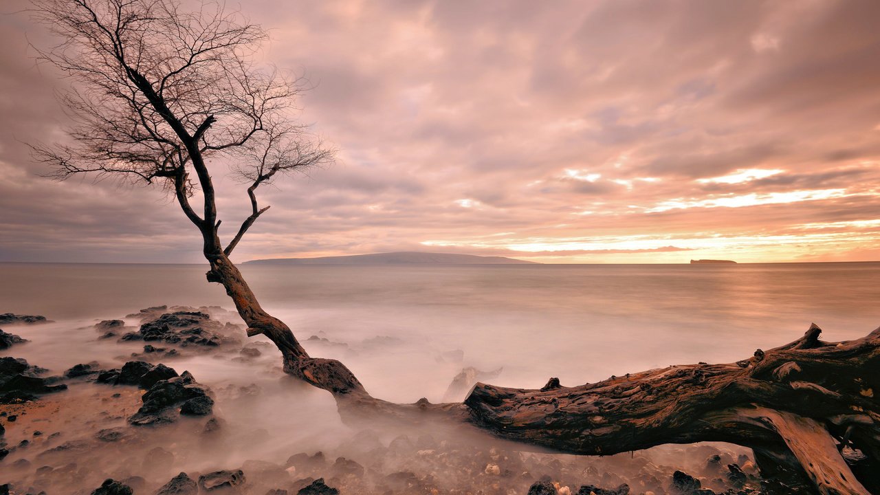 Обои вечер, дерево, закат, море, туман, горизонт, the evening, tree, sunset, sea, fog, horizon разрешение 2048x1152 Загрузить