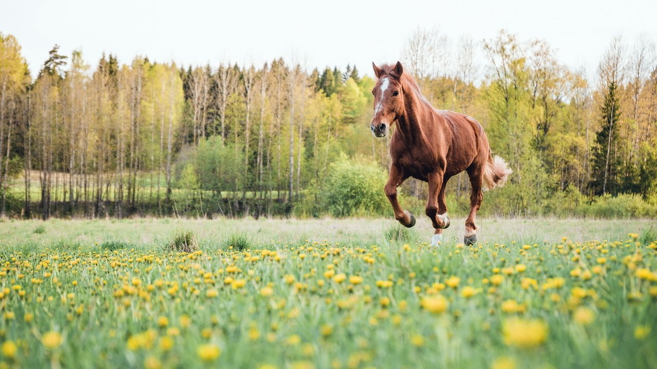 Обои цветы, лошадь, деревья, поле, лето, конь, flowers, horse, trees, field, summer разрешение 2047x1092 Загрузить