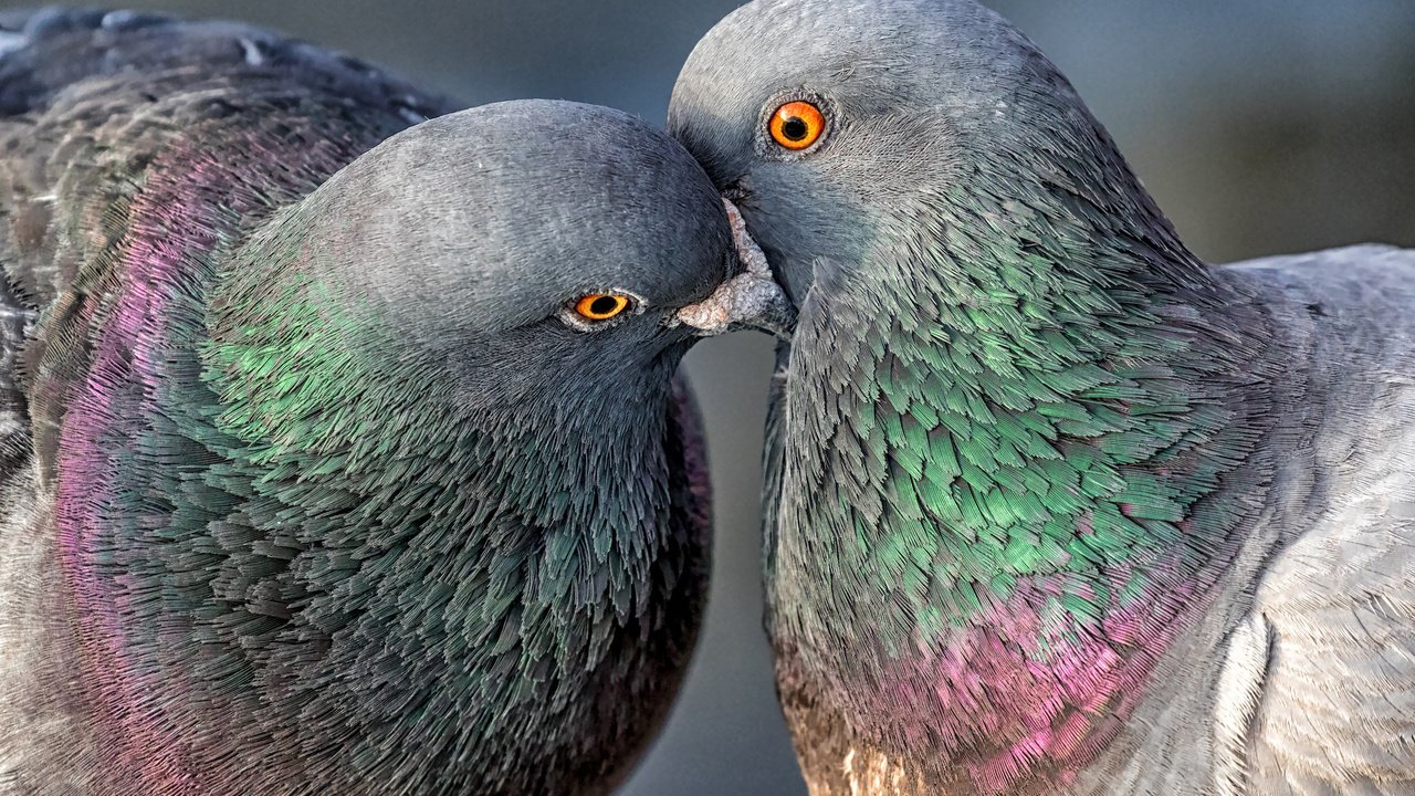 Обои птицы, пара, голуби, birds, pair, pigeons разрешение 2048x1365 Загрузить