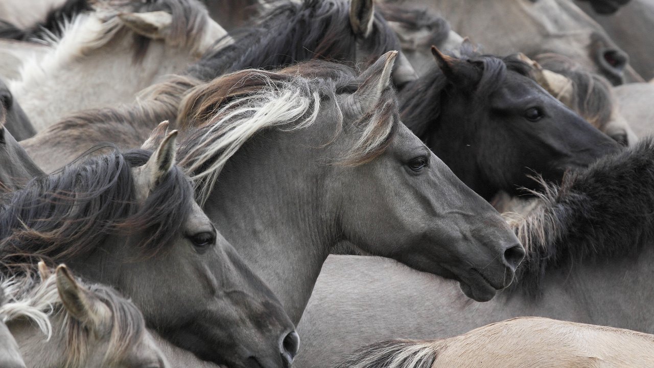 Обои лошади, кони, табун, морды, дикие лошади, horse, horses, the herd, muzzle, wild horses разрешение 3000x2000 Загрузить