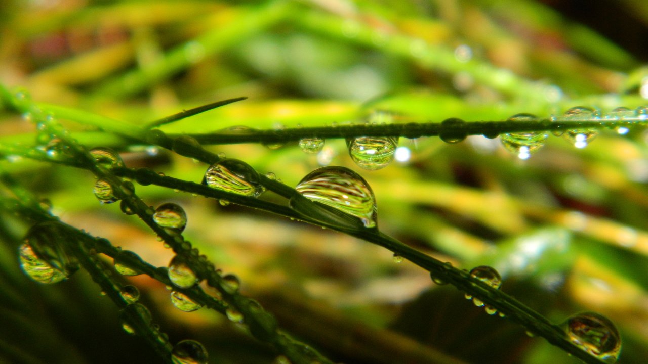 Обои трава, зелень, макро, капли, grass, greens, macro, drops разрешение 4320x3240 Загрузить