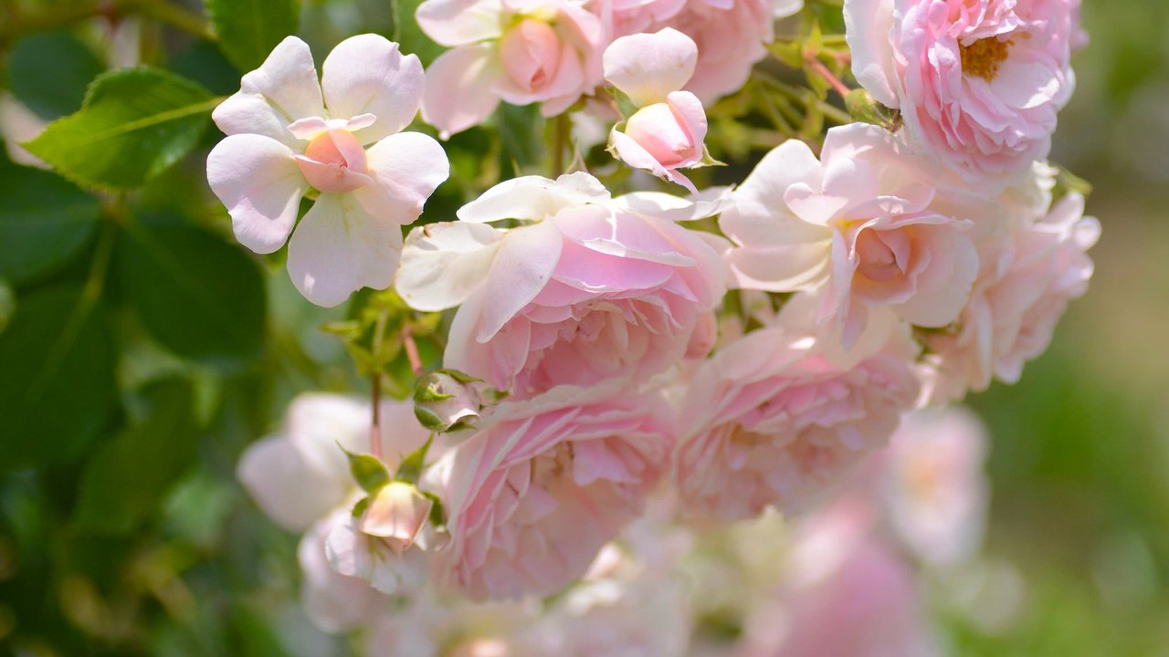 Обои макро, розы, лепестки, бутончики, macro, roses, petals, buds разрешение 2048x1356 Загрузить