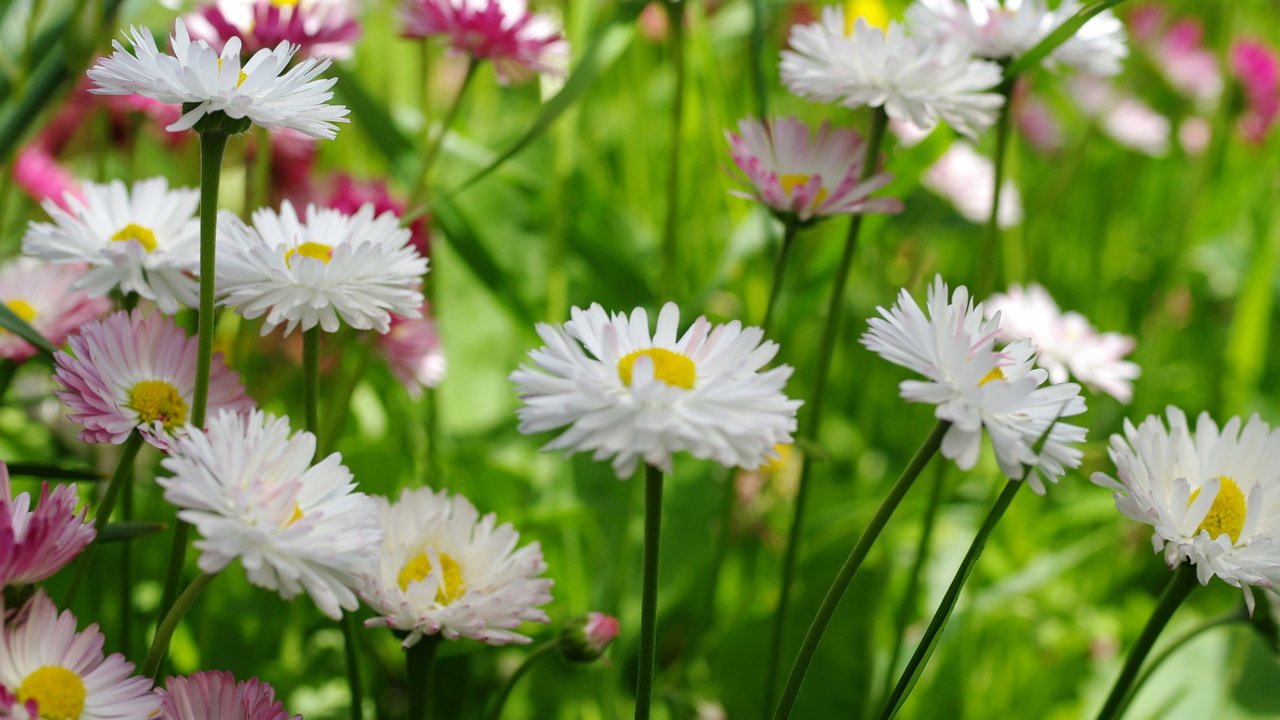 Обои цветы, макро, маргаритки, flowers, macro, daisy разрешение 2232x1484 Загрузить