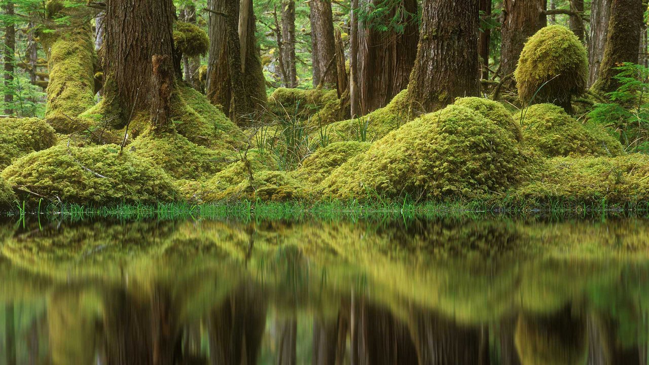 Обои деревья, лес, болото, мох, канада, британская колумбия, tow hill ecological reserve, trees, forest, swamp, moss, canada, british columbia разрешение 1920x1080 Загрузить