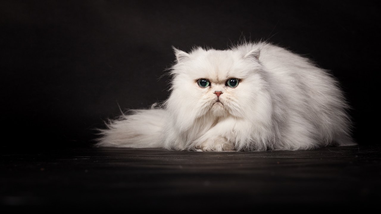 Обои кошка, темный фон, белая, персидская, cat, the dark background, white, persian разрешение 2048x1152 Загрузить