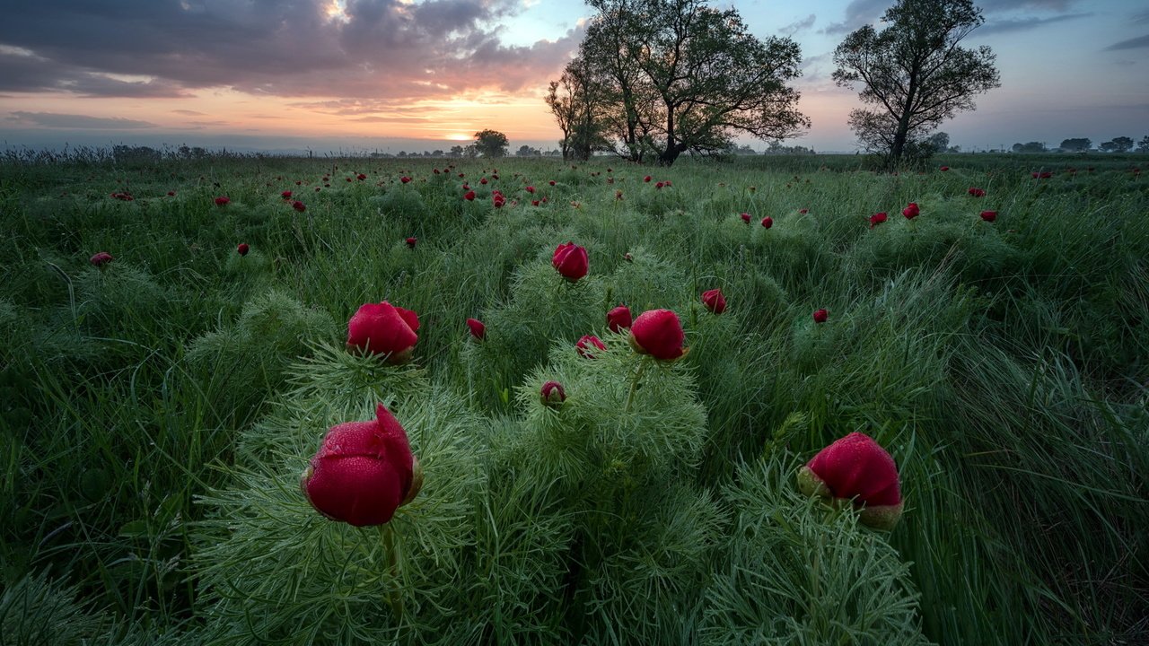 Обои цветы, вечер, поле, flowers, the evening, field разрешение 2048x1637 Загрузить