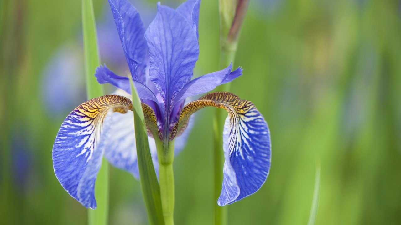 Обои природа, макро, лепестки, стебель, ирис, nature, macro, petals, stem, iris разрешение 4288x2848 Загрузить