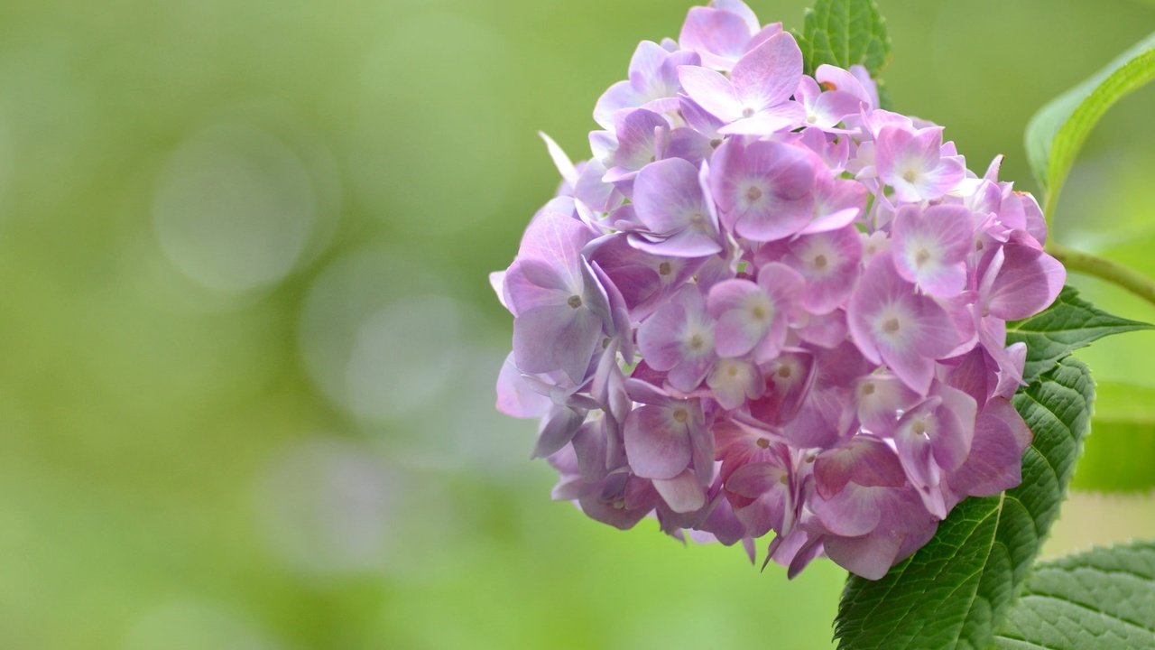 Обои цветы, макро, розовые, гортензия, flowers, macro, pink, hydrangea разрешение 2048x1356 Загрузить