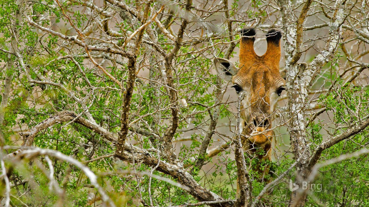 Обои дерево, ветки, африка, жираф, tree, branches, africa, giraffe разрешение 1920x1200 Загрузить