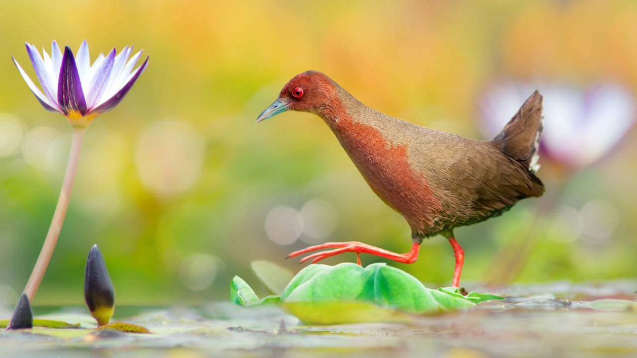 Обои вода, цветок, птица, переход, водяная лилия, красноногий погоныш, water, flower, bird, the transition, water lily, red-legged pagonis разрешение 2048x1371 Загрузить