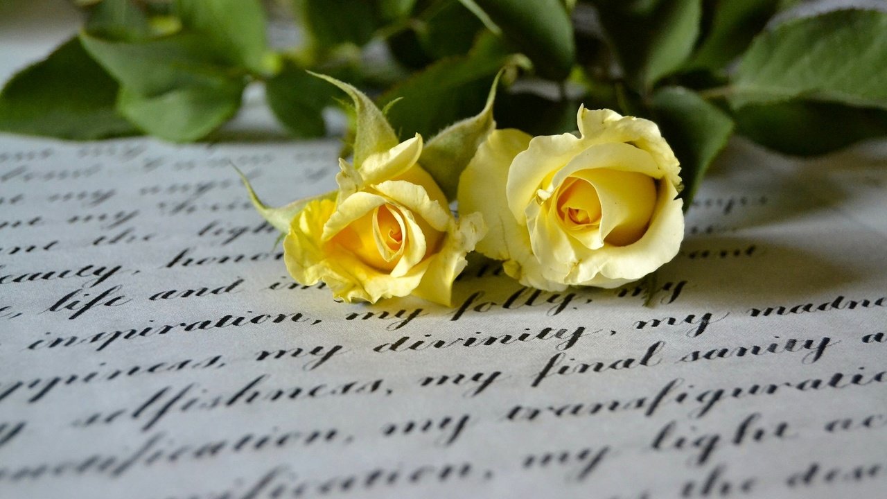 Обои стиль, макро, розы, письмо, дуэт, жёлтые розы, style, macro, roses, letter, duo, yellow roses разрешение 2048x1365 Загрузить