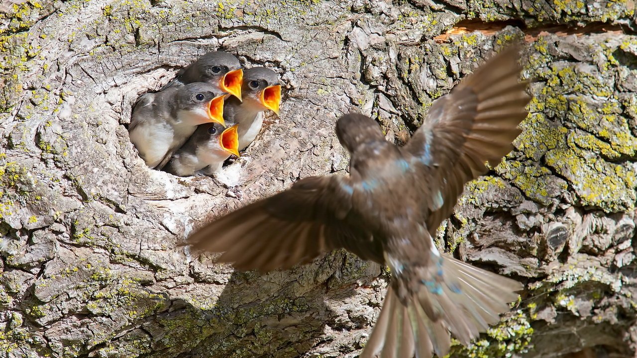 Обои природа, птицы, ласточки, nature, birds, swallows разрешение 1920x1291 Загрузить