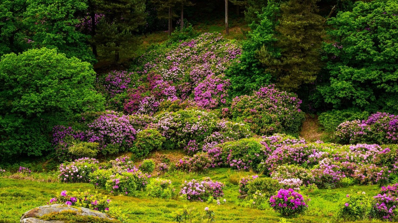 Обои цветы, деревья, цветение, камни, кустарники, flowers, trees, flowering, stones, shrubs разрешение 2000x1300 Загрузить