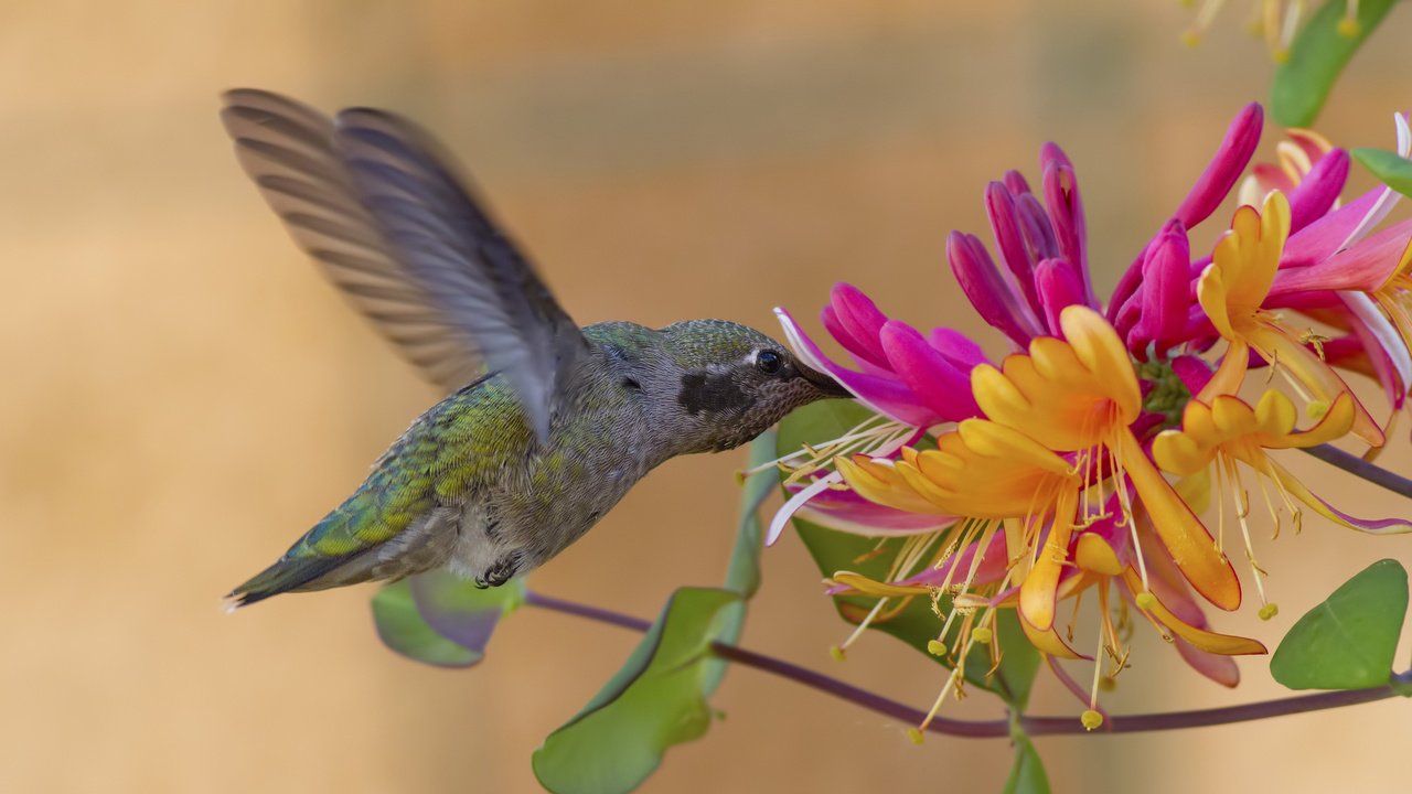 Обои цветок, крылья, птица, колибри, жимолость, калипта анны, flower, wings, bird, hummingbird, honeysuckle, calypte anna разрешение 2048x1117 Загрузить