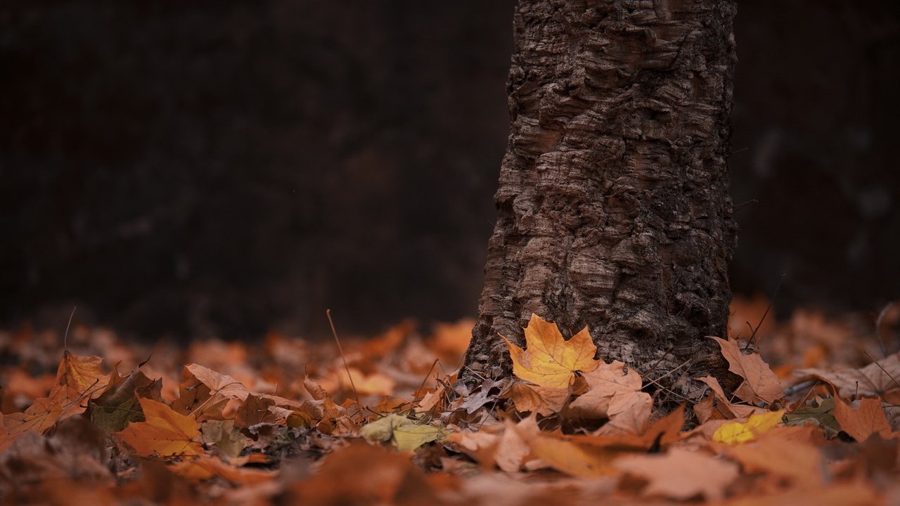 Обои дерево, листья, осень, tree, leaves, autumn разрешение 1920x1195 Загрузить