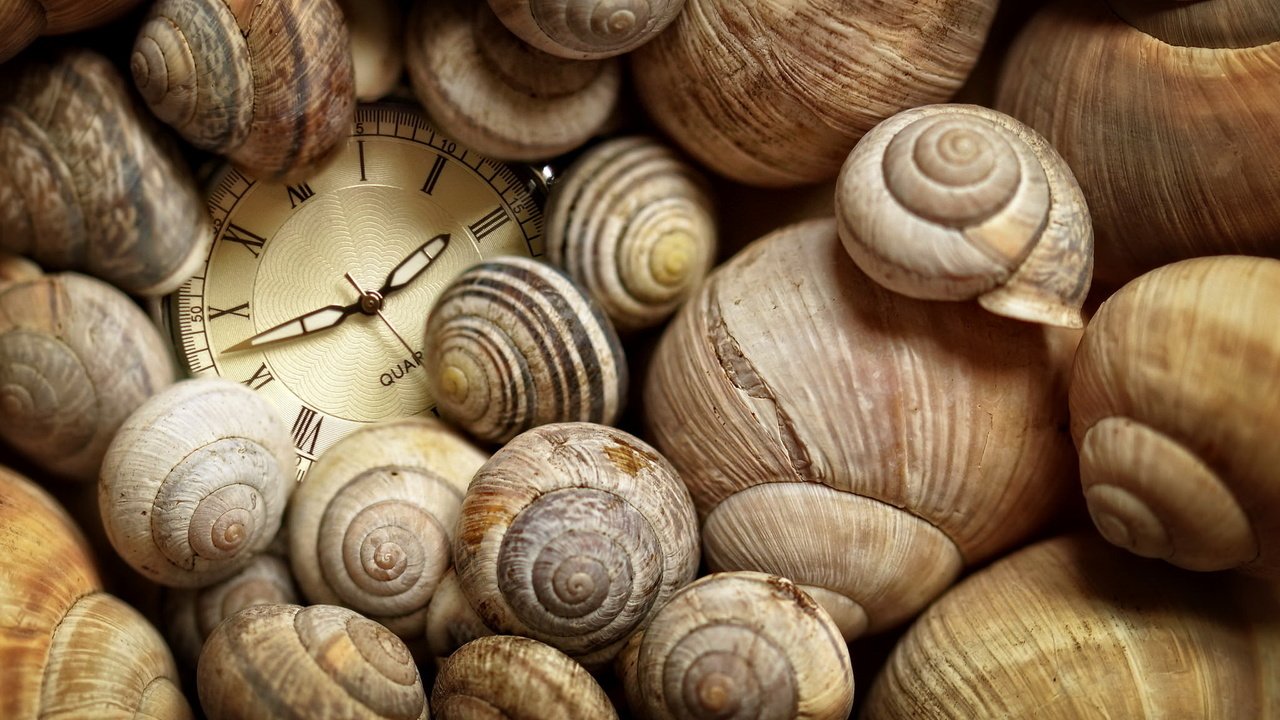 Обои часы, ракушки, время, watch, shell, time разрешение 2048x1361 Загрузить