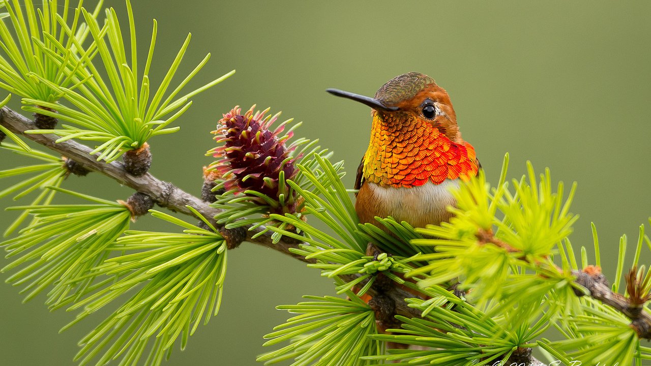 Обои ветка, птица, колибри, branch, bird, hummingbird разрешение 2048x1367 Загрузить