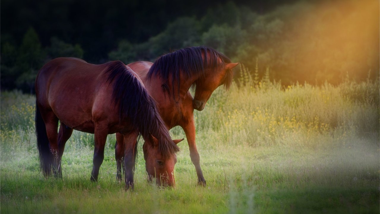 Обои лучи, лошади, коричневые, пасутся, на лугу, rays, horse, brown, grazing, in the meadow разрешение 2000x1333 Загрузить