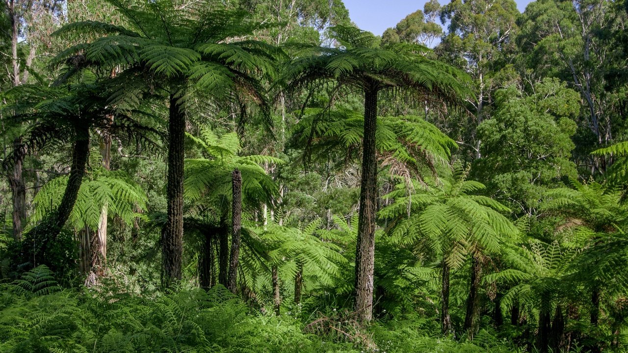 Обои трава, деревья, лес, пальмы, австралия, джунгли, dandenongs, grass, trees, forest, palm trees, australia, jungle разрешение 2880x1920 Загрузить