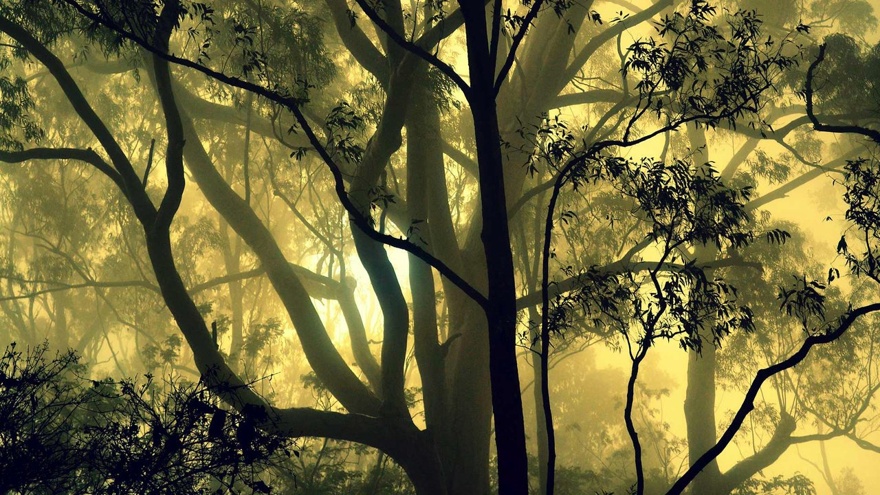 Обои деревья, лес, туман, индия, карнатака, trees, forest, fog, india, karnataka разрешение 1920x1080 Загрузить