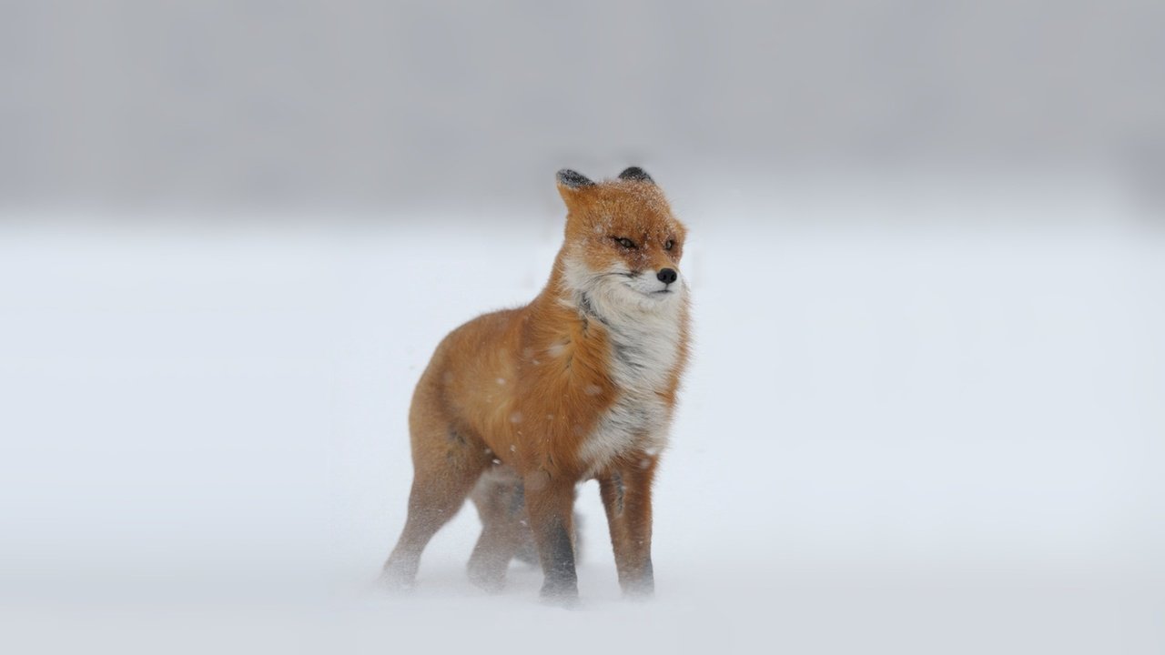 Обои снег, зима, рыжая, лиса, метель, snow, winter, red, fox, blizzard разрешение 1920x1200 Загрузить