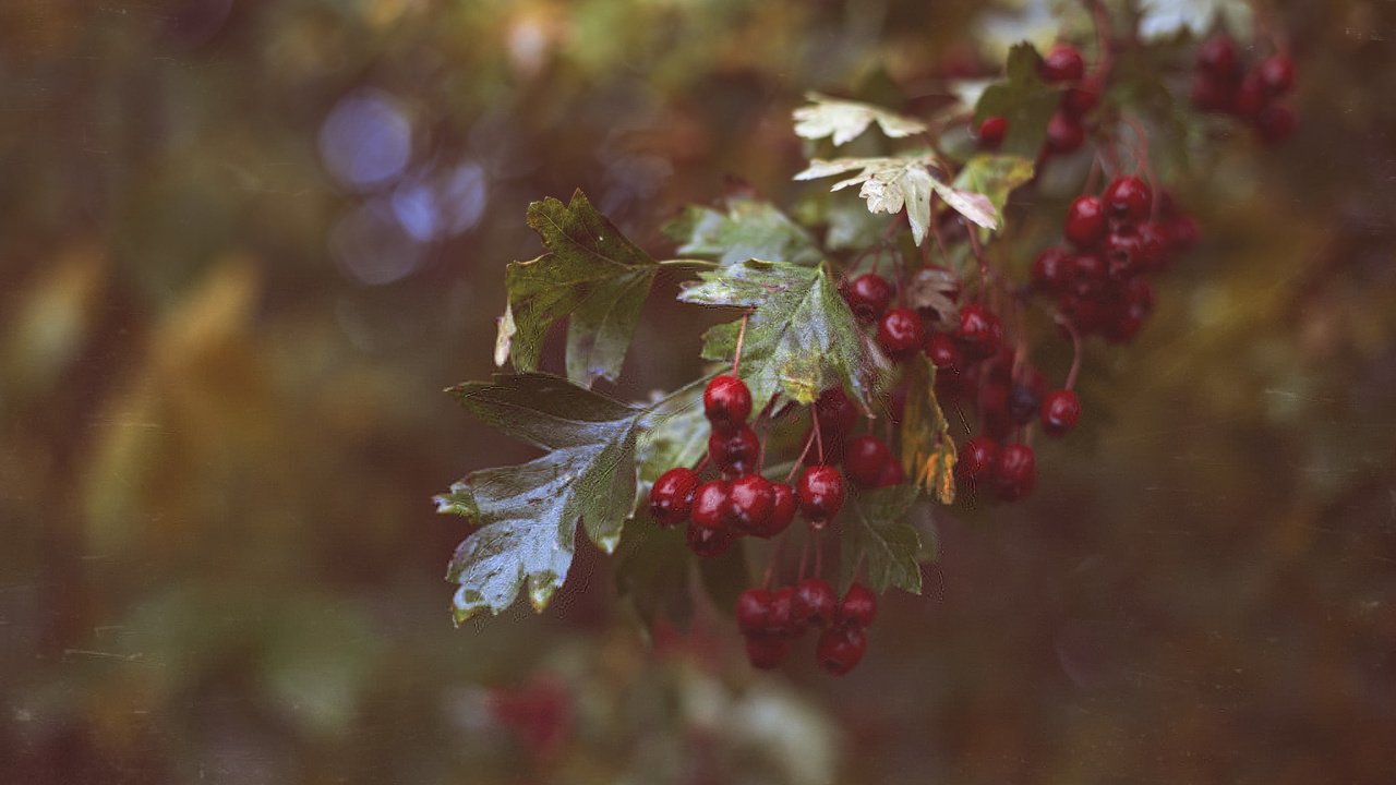 Обои ветка, листья, красные, ягоды, branch, leaves, red, berries разрешение 2048x1365 Загрузить