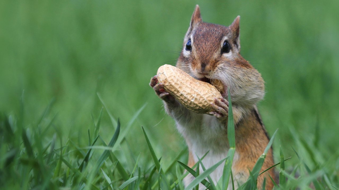 Обои орех, арахис, бурундук, грызун, щёки, walnut, peanuts, chipmunk, rodent, cheeks разрешение 1920x1200 Загрузить