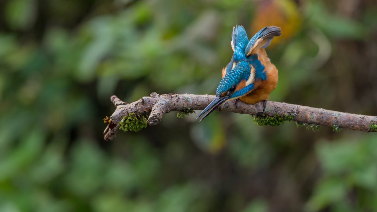 Обои птица, зимородок, bird, kingfisher разрешение 2048x1365 Загрузить