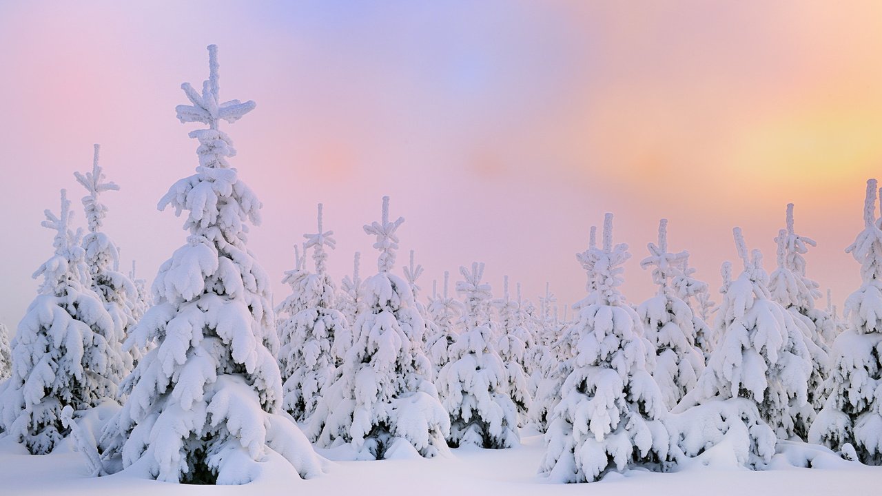 Обои снег, зима, северное сияние, сосны, сугробы, snow, winter, northern lights, pine, the snow разрешение 1920x1200 Загрузить