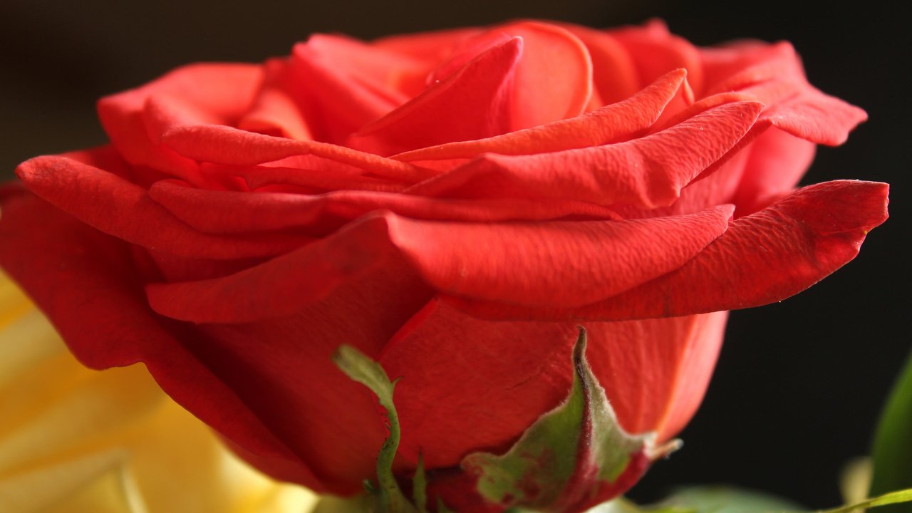Обои цветок, роза, лепестки, бутон, flower, rose, petals, bud разрешение 2048x1363 Загрузить