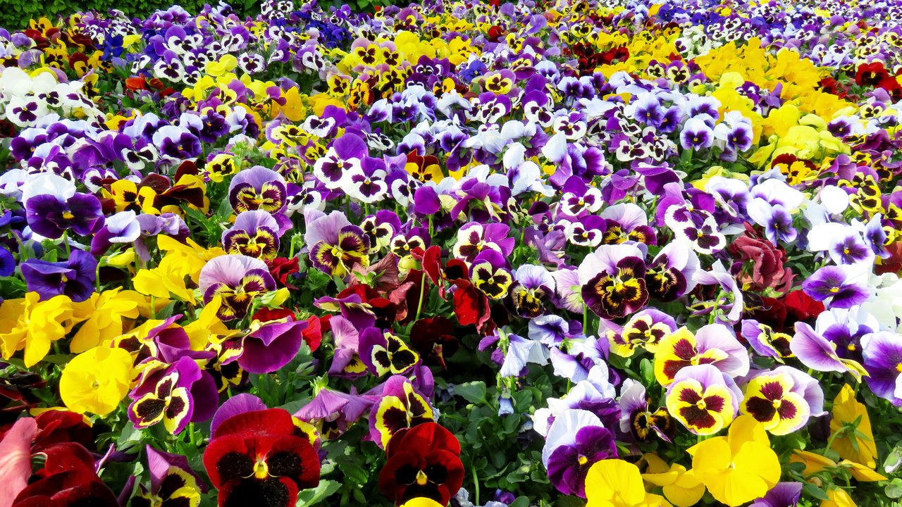 Обои цветы, анютины глазки, colour, flowers, pansy разрешение 3000x2028 Загрузить