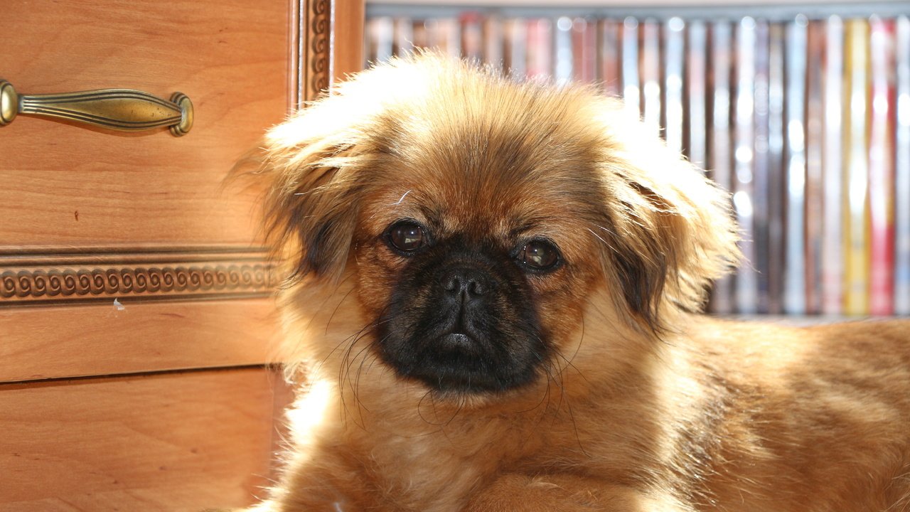 Обои собака, щенок, щенка, cобака, пекинес, dog, puppy, pekingese разрешение 5184x3456 Загрузить