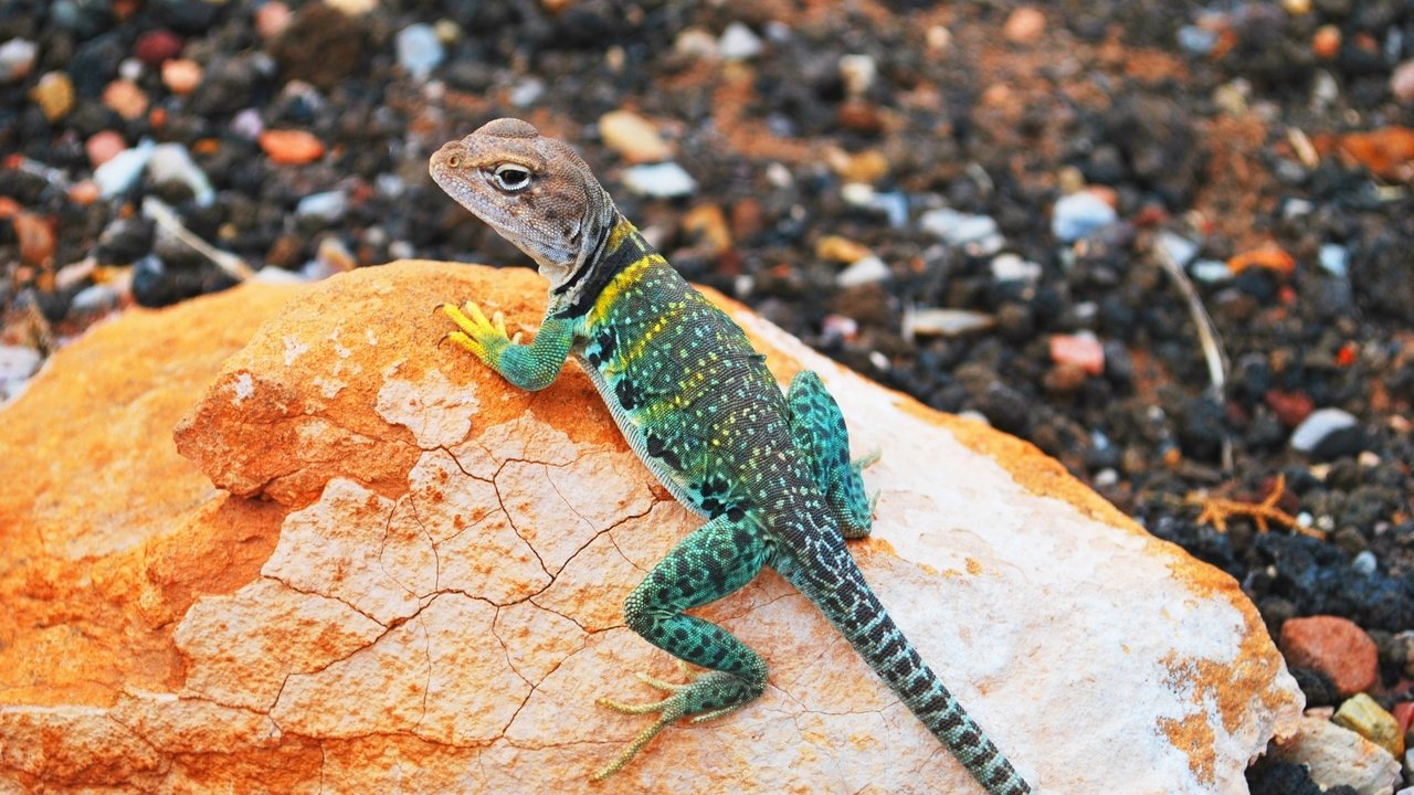 Обои камни, ящерица, геккон, игуана, ошейниковая игуана, stones, lizard, gecko, iguana разрешение 2560x1440 Загрузить