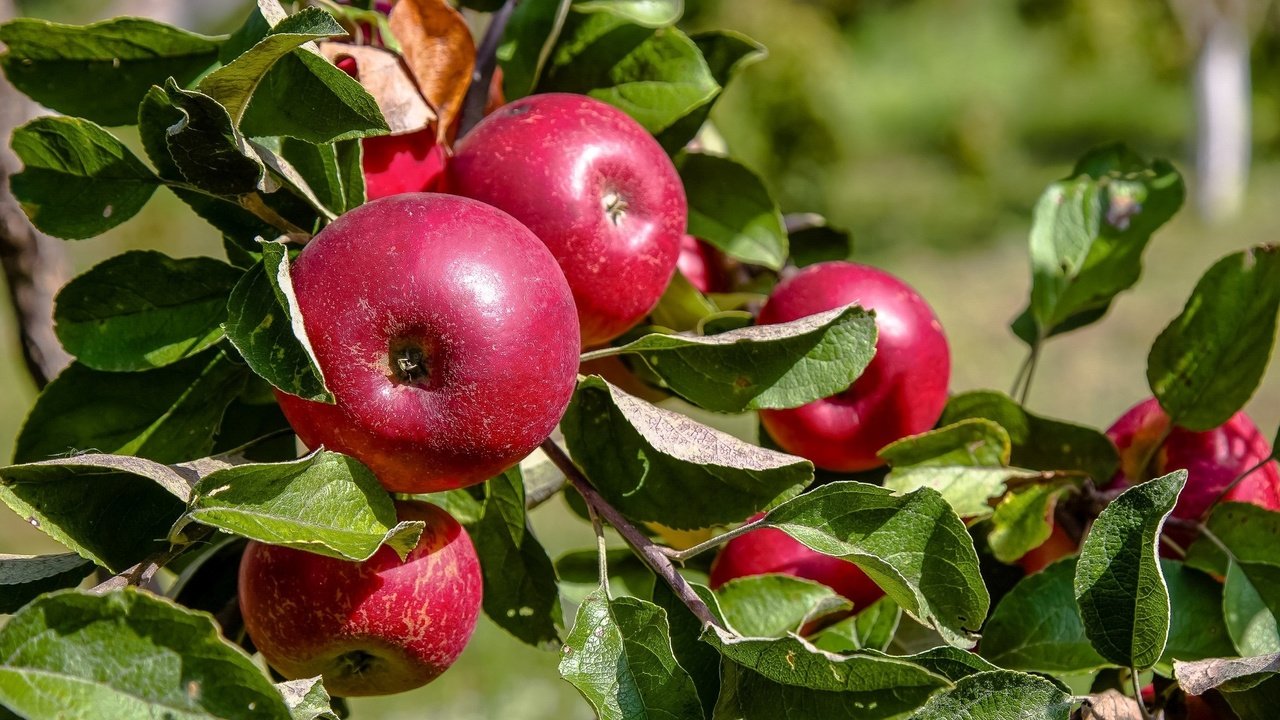 Обои ветка, листья, фрукты, яблоки, плоды, branch, leaves, fruit, apples разрешение 2048x1344 Загрузить