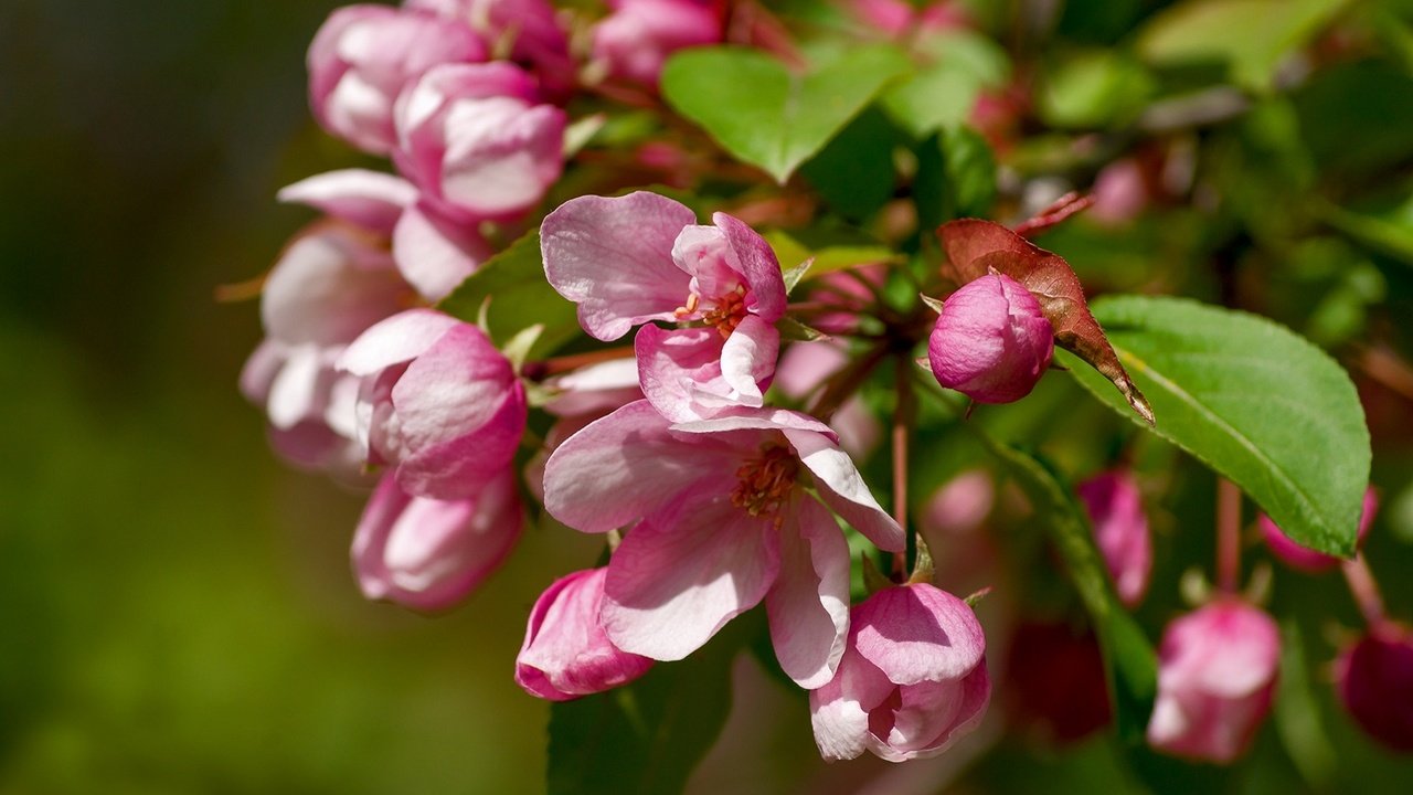 Обои ветка, макро, яблоня, branch, macro, apple разрешение 1920x1278 Загрузить