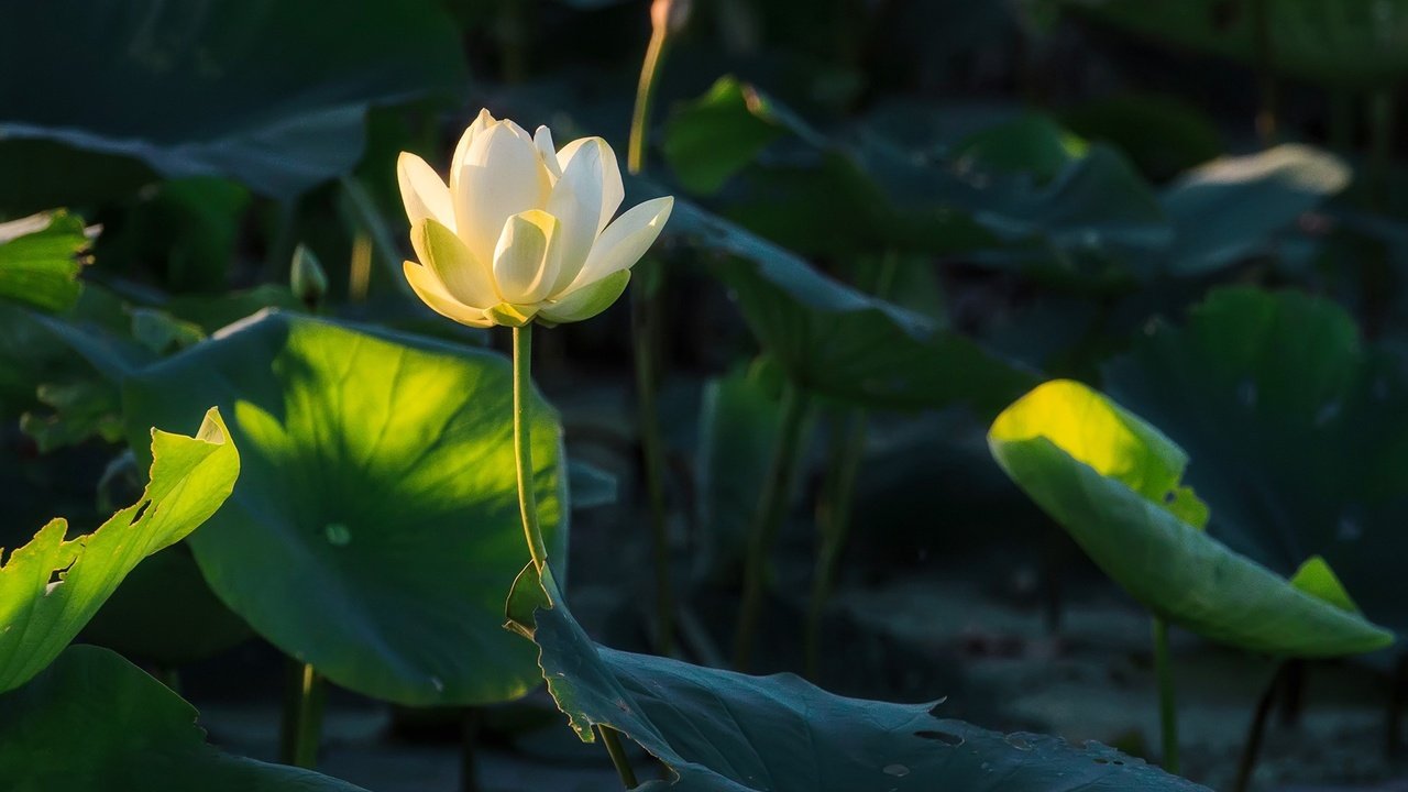 Обои цветы, природа, растения, листья, лотос, боке, flowers, nature, plants, leaves, lotus, bokeh разрешение 2560x1600 Загрузить