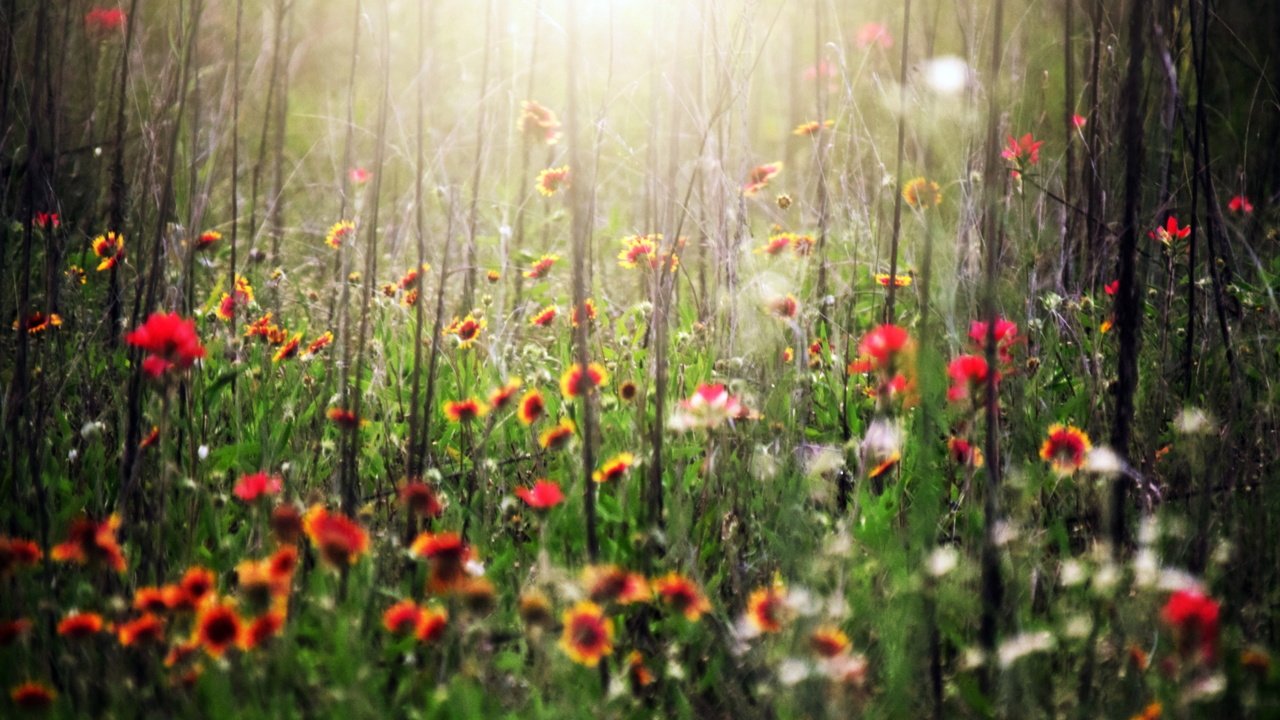 Обои цветы, трава, лето, flowers, grass, summer разрешение 2558x1575 Загрузить