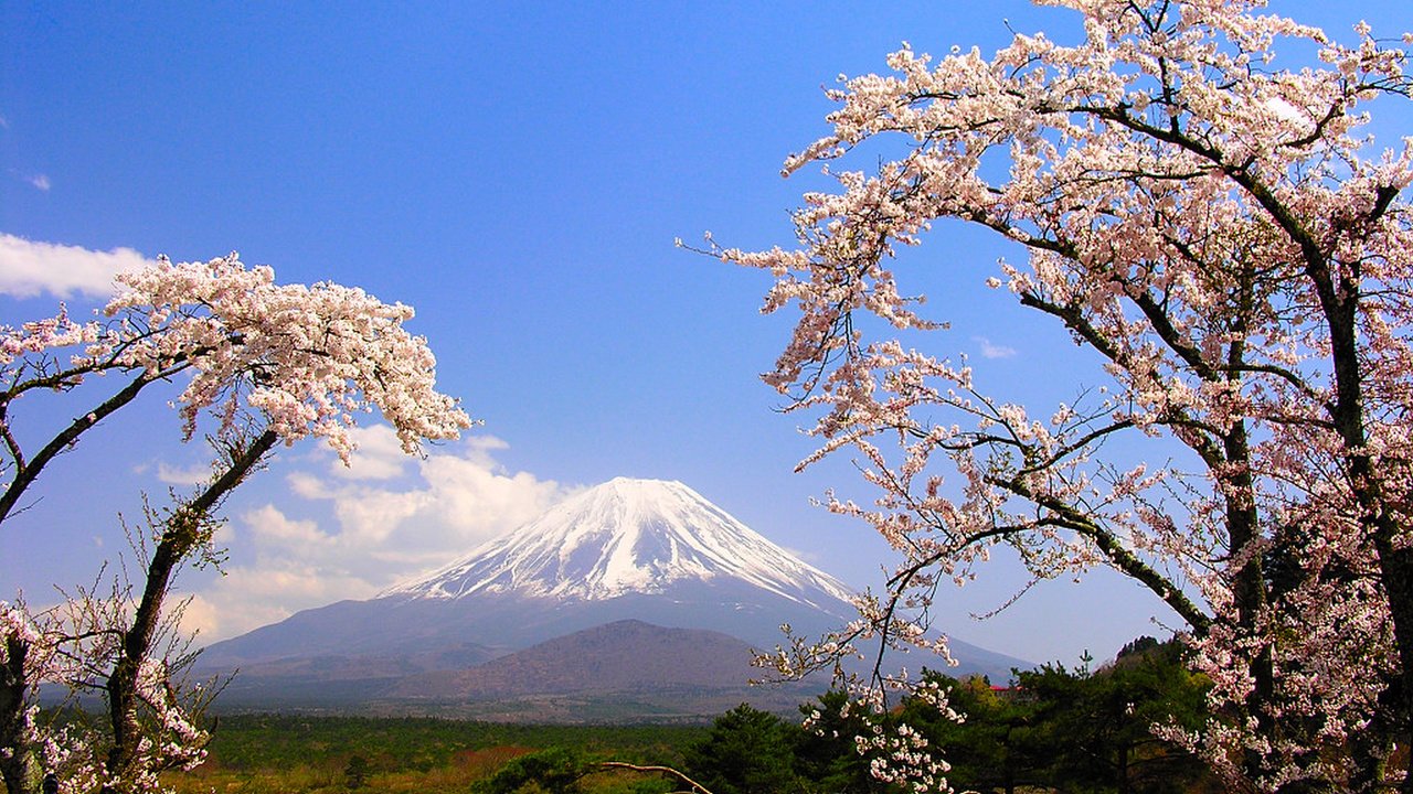 Обои деревья, озеро, гора, япония, весна, сакура, фудзияма, trees, lake, mountain, japan, spring, sakura, fuji разрешение 1920x1200 Загрузить