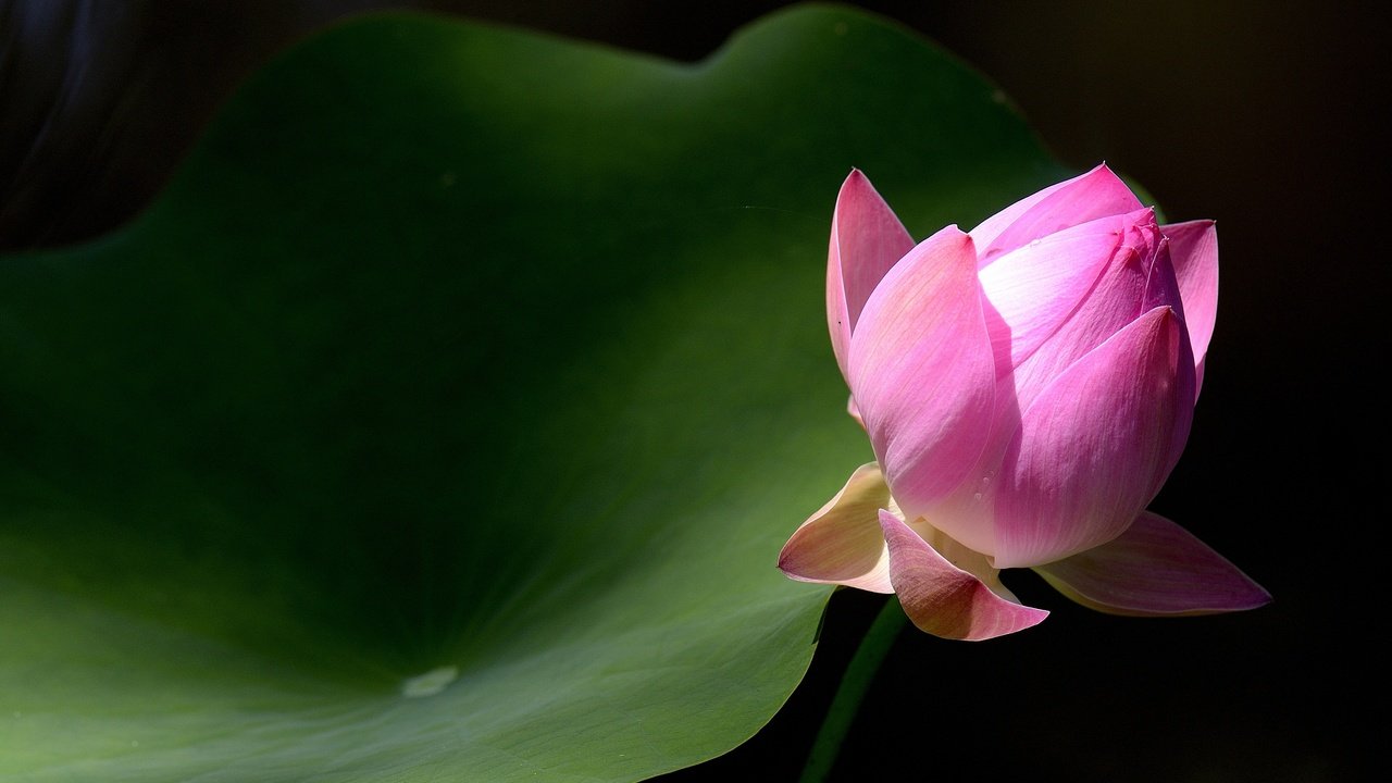 Обои макро, фон, лист, бутон, лотос, macro, background, sheet, bud, lotus разрешение 2880x1920 Загрузить