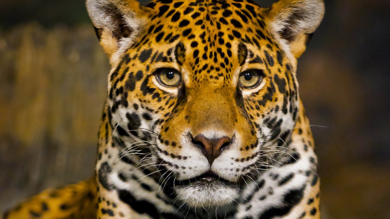 Обои морда, хищник, ягуар, боке, крупным планом, face, predator, jaguar, bokeh, closeup разрешение 3200x2400 Загрузить