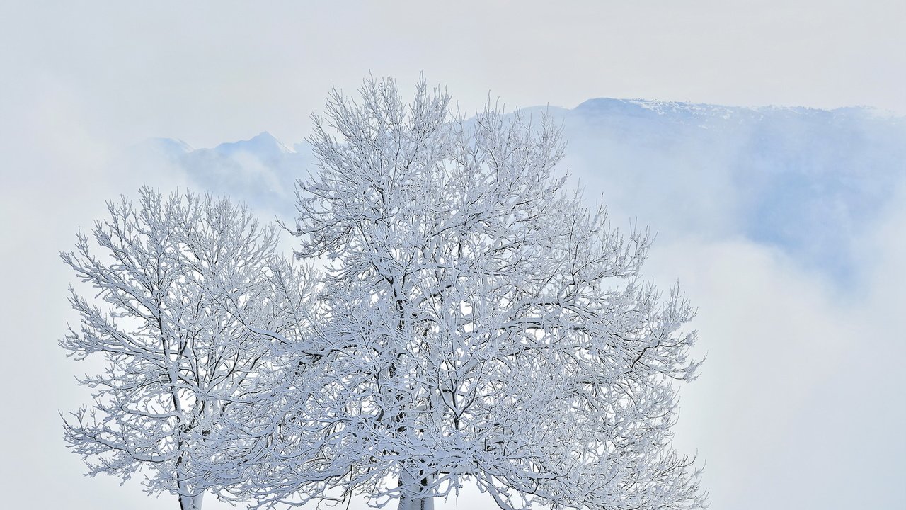 Обои деревья, горы, снег, зима, trees, mountains, snow, winter разрешение 1920x1214 Загрузить