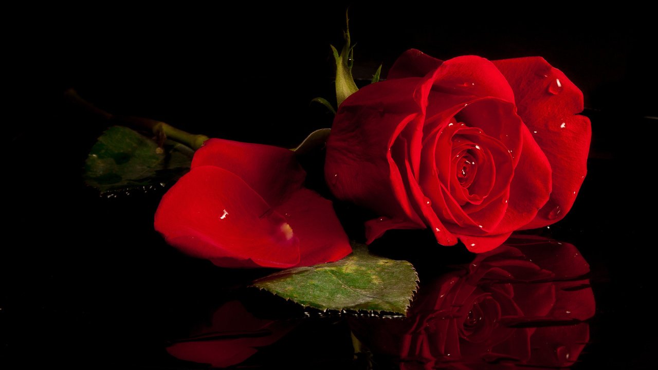 Обои цветок, капли, роза, лепестки, красный, flower, drops, rose, petals, red разрешение 2048x1186 Загрузить