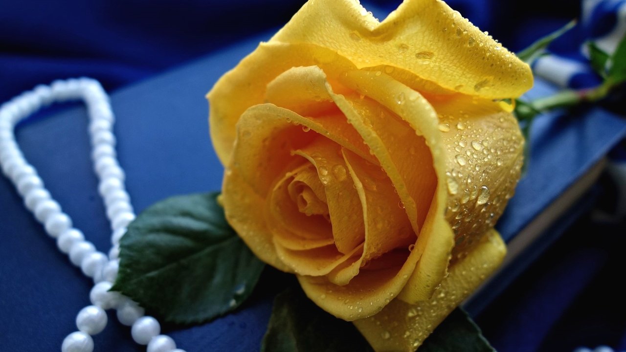 Обои желтый, капли, роза, бутон, ожерелье, yellow, drops, rose, bud, necklace разрешение 1920x1276 Загрузить