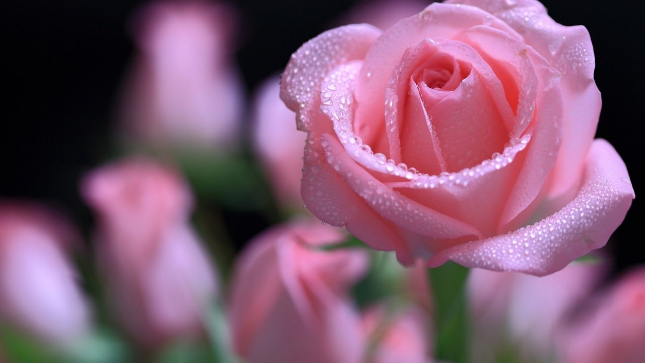 Обои макро, капли, роза, лепестки, нежность, macro, drops, rose, petals, tenderness разрешение 1920x1242 Загрузить