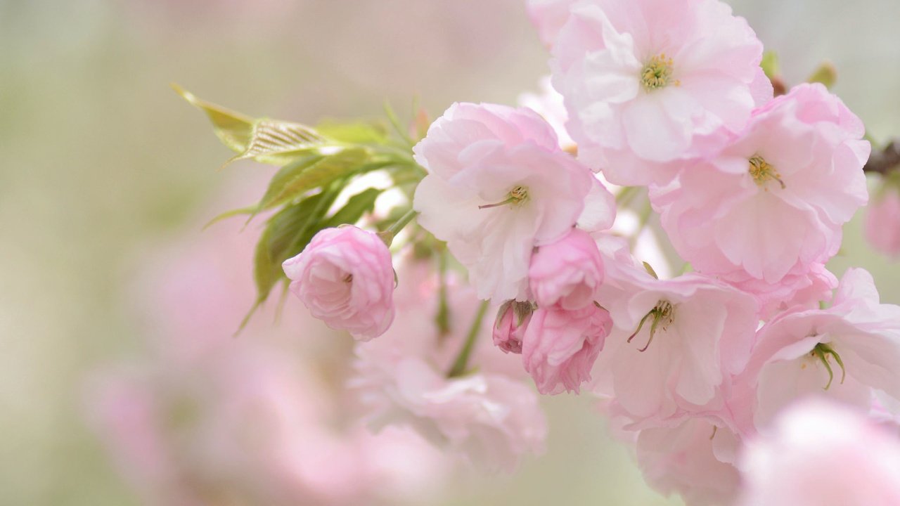 Обои цветы, природа, розовый, вишня, сакура, нежность, flowers, nature, pink, cherry, sakura, tenderness разрешение 2048x1356 Загрузить