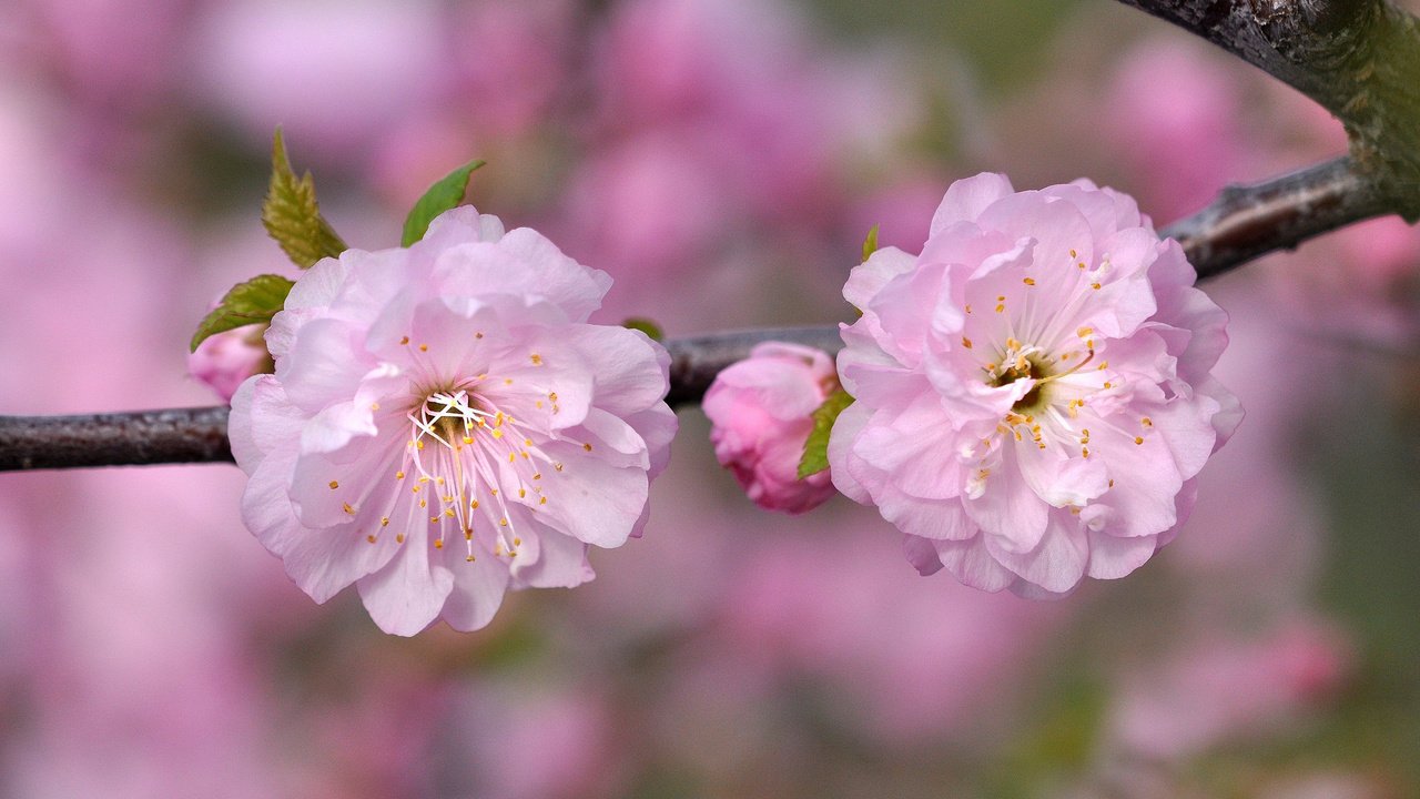 Обои ветка, макро, розовый, вишня, сакура, branch, macro, pink, cherry, sakura разрешение 2048x1360 Загрузить