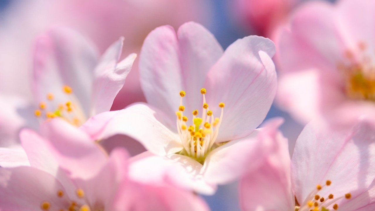 Обои цветение, макро, весна, вишня, сакура, цветки, flowering, macro, spring, cherry, sakura, flowers разрешение 2048x1365 Загрузить