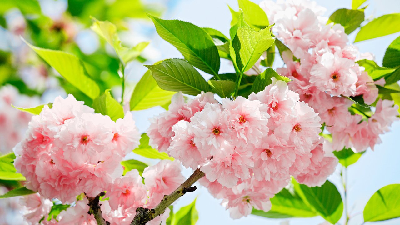 Обои цветы, весна, сакура, flowers, spring, sakura разрешение 2553x1772 Загрузить