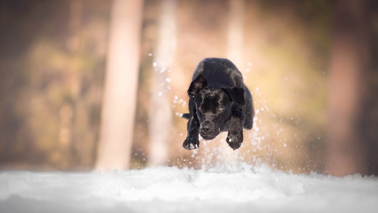 Обои снег, собака, бег, лабрадор, snow, dog, running, labrador разрешение 3520x2212 Загрузить