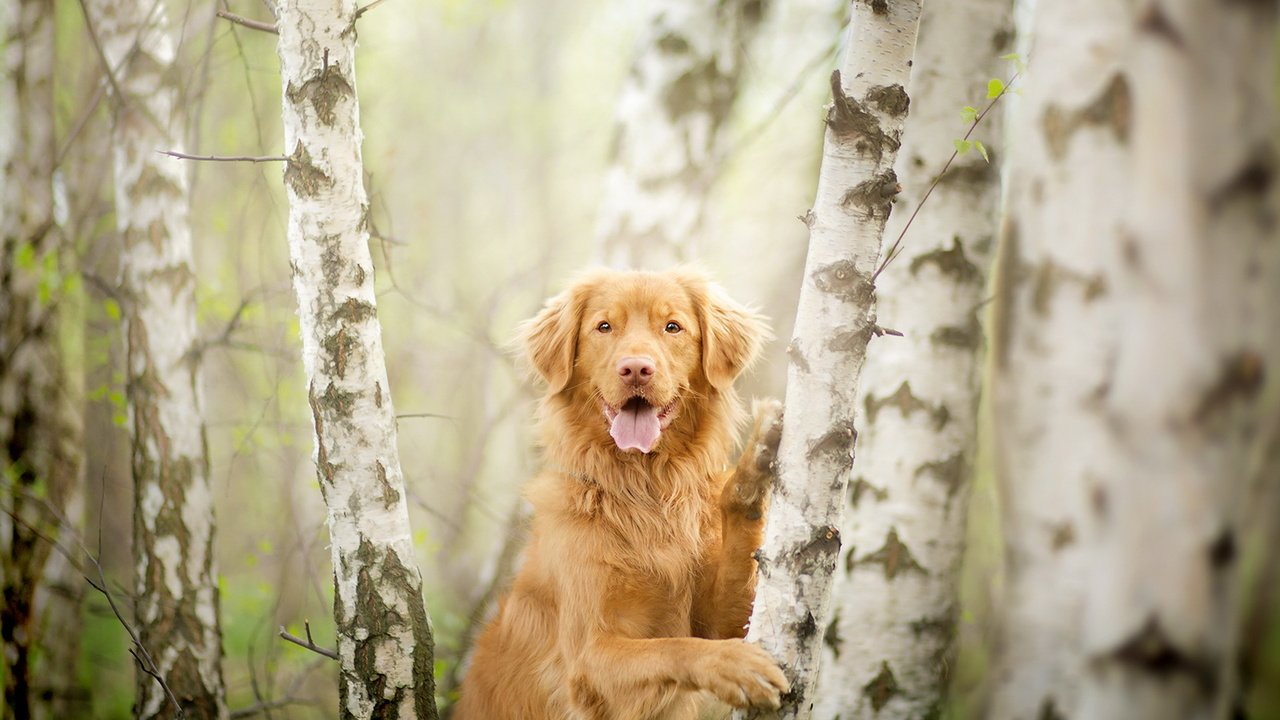 Обои деревья, взгляд, собака, друг, золотистый ретривер, trees, look, dog, each, golden retriever разрешение 1920x1219 Загрузить